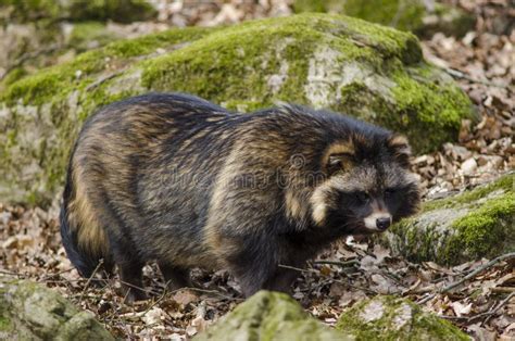 foto del procione prada|Nyctereutes procyonoides .